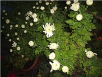 3f8014c7-Picture 009.jpg